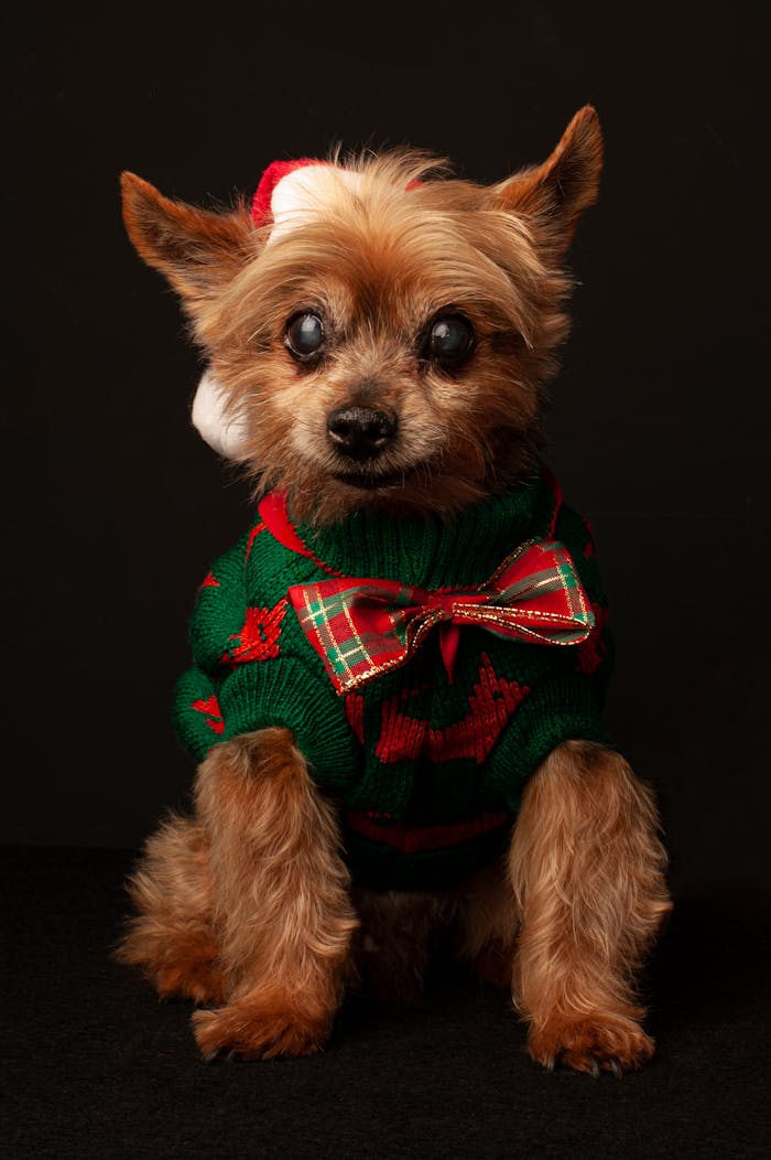 Cute Yorkshire Terrier wearing a festive Christmas sweater indoors.